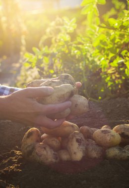Bir çiftçi bahçesinde patates hasadı tutar. Seçici odaklanma. Yiyecek..