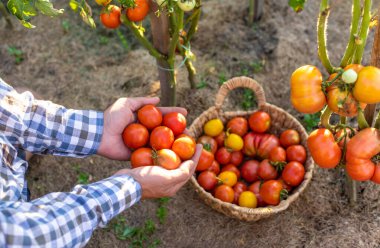Bir çiftçi bahçesinde domates hasadı tutar. Seçici odaklanma. Yiyecek..