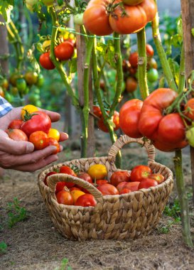 Bir çiftçi bahçesinde domates hasadı tutar. Seçici odaklanma. Yiyecek..