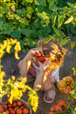 Bahçede domates hasadı tutan bir çocuk. Seçici odaklanma. Çocuk.
