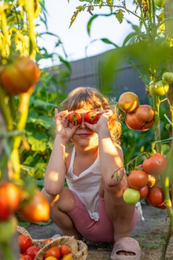 Bahçede domates hasadı tutan bir çocuk. Seçici odaklanma. Çocuk.