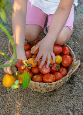 Bahçede domates hasadı tutan bir çocuk. Seçici odaklanma. Çocuk.