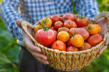 Bir çiftçi bahçesinde domates hasadı tutar. Seçici odaklanma. Yiyecek..