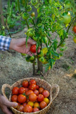 Bir çiftçi bahçesinde domates hasadı tutar. Seçici odaklanma. Yiyecek..
