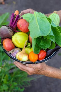 Büyükannem bahçede sebze tutuyor. Seçici odaklanma. Yiyecek..