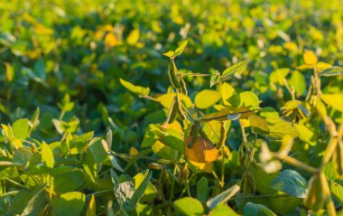 Bir tarlada büyüyen soya fasulyesi. Seçici odaklanma. Doğa.