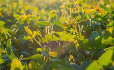Bir tarlada büyüyen soya fasulyesi. Seçici odaklanma. Doğa.