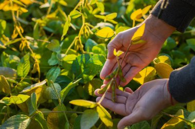 Bir tarlada büyüyen soya fasulyesi. Seçici odaklanma. Doğa.