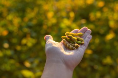 Bir tarlada büyüyen soya fasulyesi. Seçici odaklanma. Doğa.