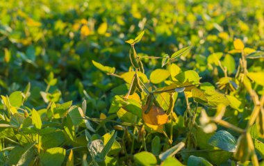 Bir tarlada büyüyen soya fasulyesi. Seçici odaklanma. Doğa.