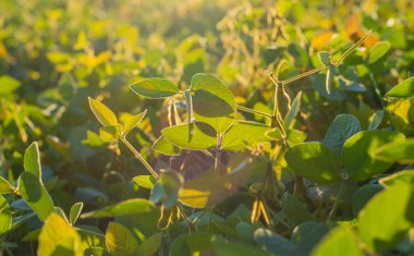 Bir tarlada büyüyen soya fasulyesi. Seçici odaklanma. Doğa.