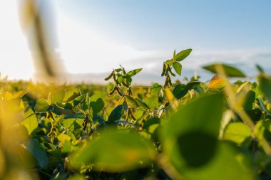 Bir tarlada büyüyen soya fasulyesi. Seçici odaklanma. Doğa.