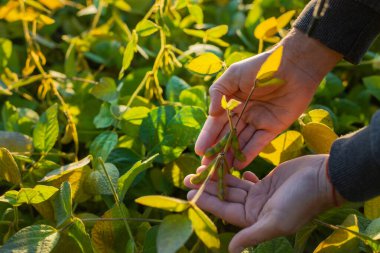 Bir tarlada büyüyen soya fasulyesi. Seçici odaklanma. Doğa.