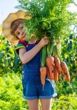 Bahçede havuç hasadı yapan bir çocuk. Seçici odaklanma. Çocuk.