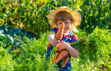 Bahçede havuç hasadı yapan bir çocuk. Seçici odaklanma. Çocuk.