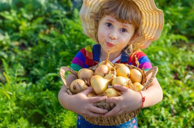 Bahçede soğan hasadı olan bir çocuk. Seçici odaklanma. yiyecek.