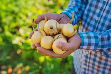 Soğan hasadı yapan bir çiftçi. Seçici odaklanma. Yiyecek..