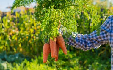 Bir çiftçinin ellerinde havuç hasadı. Seçici odaklanma. Çocuk.