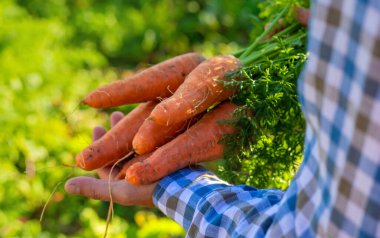 Bir çiftçinin ellerinde havuç hasadı. Seçici odaklanma. Çocuk.