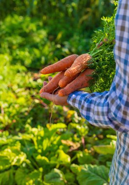 Bir çiftçinin ellerinde havuç hasadı. Seçici odaklanma. Çocuk.