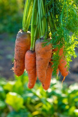 Bahçede havuç hasadı. Seçici odaklanma. Yiyecek..