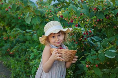 Bahçesinde ahududu hasadı olan bir çocuk. Seçici odaklanma. yiyecek.