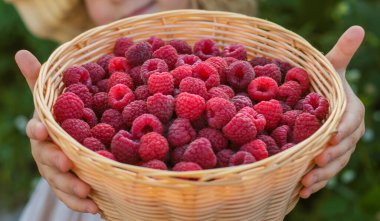 Bahçesinde ahududu hasadı olan bir çocuk. Seçici odaklanma. yiyecek.