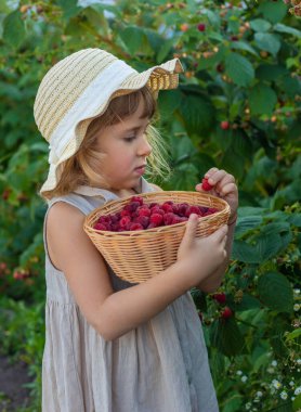 Bahçesinde ahududu hasadı olan bir çocuk. Seçici odaklanma. yiyecek.