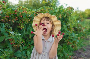 Bahçesinde ahududu hasadı olan bir çocuk. Seçici odaklanma. yiyecek.