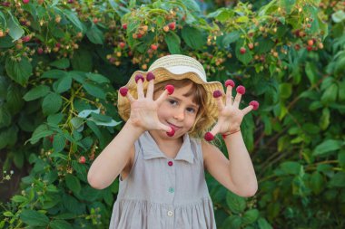 Bahçesinde ahududu hasadı olan bir çocuk. Seçici odaklanma. yiyecek.