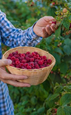 A farmer with a raspberry harvest in the garden. Selective focus. Food.