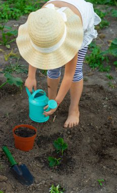 Bir çocuk bahçeye çilek eker. Seçici odaklanma. Çocuk.