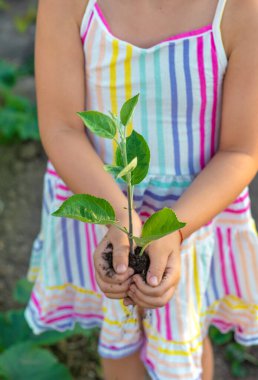 Bir çocuk bahçeye bir ağaç diker. Seçici odaklanma. Çocuk.