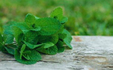 Peppermint essential oil in the garden. Selective focus. nature.