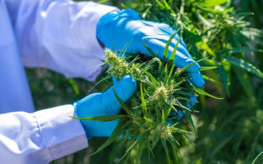 Tıbbi kenevir araştırması yapan bir doktor. Seçici odaklanma. Doğa.