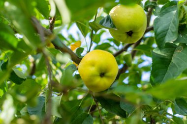 An apple on a tree in an orchard. Selective focus. Nature.