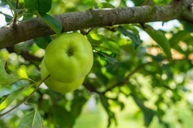 An apple on a tree in an orchard. Selective focus. Nature.