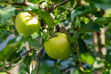 An apple on a tree in an orchard. Selective focus. Nature.