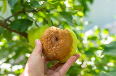 A rotten apple in the garden. Selective focus. nature.