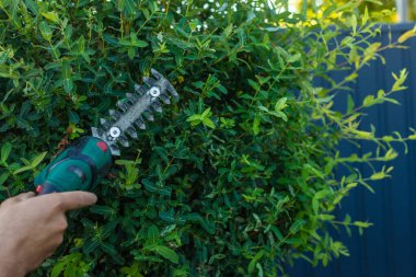 Bir bahçıvan bahçede çalıları buduyor. Seçici odaklanma. Doğa.