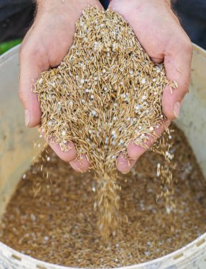 Seeding lawn grass in the garden. Selective focus. Nature.