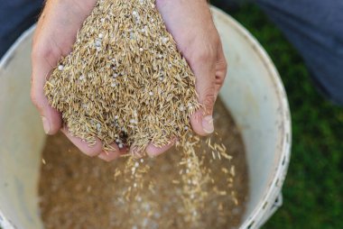Seeding lawn grass in the garden. Selective focus. Nature.