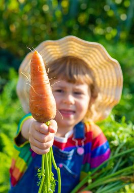 Bahçede havuç hasadı yapan bir çocuk. Seçici odaklanma. Çocuk.