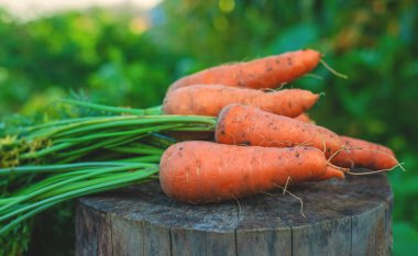 Bahçede havuç hasadı. Seçici odaklanma. Yiyecek..