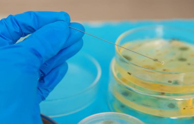 Petri kabı laboratuarında araştırma. Seçici odaklanma. İlaç..