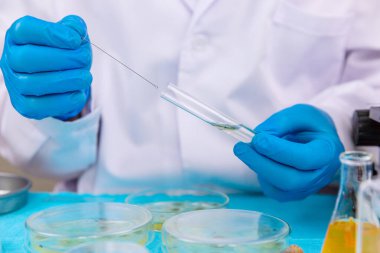 Petri kabı laboratuarında araştırma. Seçici odaklanma. İlaç..