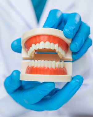 Bir dişçi bir çene modeli gösterir. Seçici odaklanma. İnsanlar.