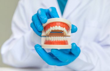 Bir dişçi bir çene modeli gösterir. Seçici odaklanma. İnsanlar.