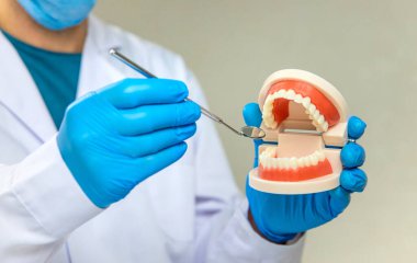 Bir dişçi bir çene modeli gösterir. Seçici odaklanma. İnsanlar.