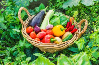 Bahçede bir sepet sebze. Seçici odaklanma. Yiyecek..